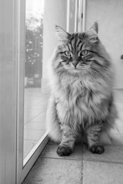 Long haired cat in relax outdoor. Hypoallergenic pet, siberian purebred — Φωτογραφία Αρχείου