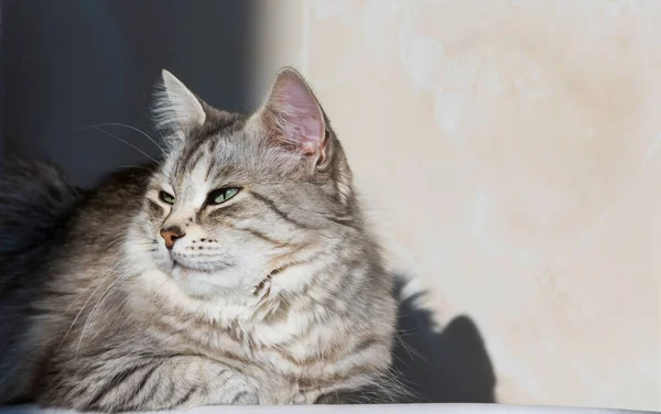 Long haired cat in relax outdoor. Hypoallergenic pet, siberian purebred — Φωτογραφία Αρχείου