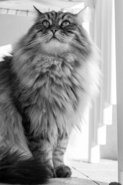 Long haired cat in relax outdoor. Hypoallergenic pet, siberian purebred