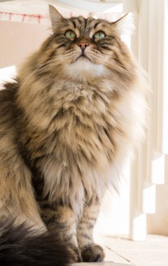 Long haired cat in relax outdoor. Hypoallergenic pet, siberian purebred