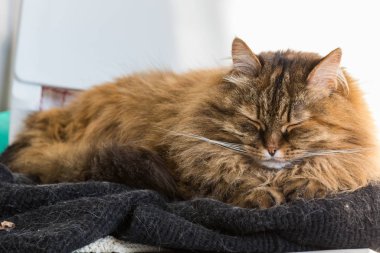 Long haired cat in relax outdoor. Hypoallergenic pet, siberian purebred