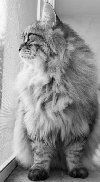 Gato de pelo largo en relajarse al aire libre. Mascota hipoalergénica, raza pura siberiana — Foto de Stock