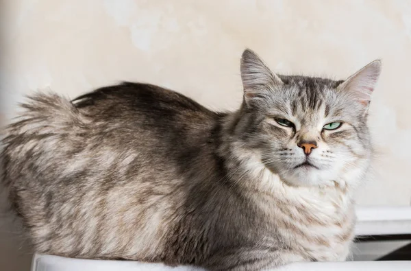 Long haired cat in relax outdoor. Hypoallergenic pet, siberian purebred — Stock fotografie