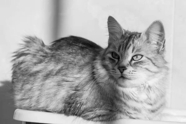 Довгошерстий кіт у розслабленому стані. Гіпоалергенний домашній улюбленець, сибірський одомашнений — стокове фото