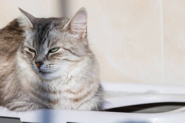 Long haired cat in relax outdoor. Hypoallergenic pet, siberian purebred