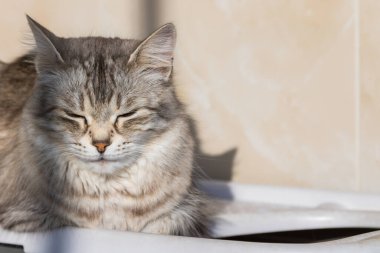 Long haired cat in relax outdoor. Hypoallergenic pet, siberian purebred