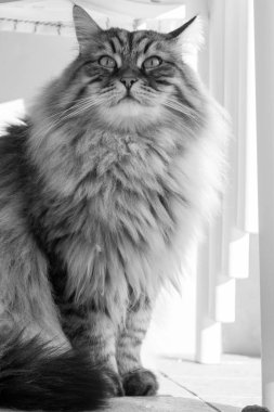Long haired cat in relax outdoor. Hypoallergenic pet, siberian purebred