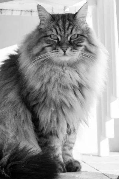 Long haired cat in relax outdoor. Hypoallergenic pet, siberian purebred — 스톡 사진