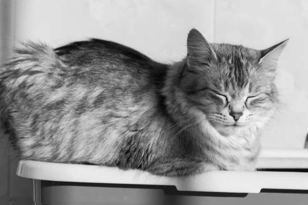 Gato de cabelos compridos em relaxar ao ar livre. Animal de estimação hipoalergénico, de raça pura siberiana — Fotografia de Stock