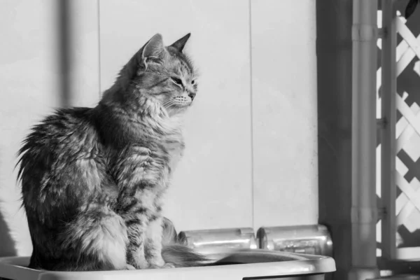 Длинноволосая кошка на свежем воздухе. Гипоаллергенный питомец, сибирский чистокровный — стоковое фото