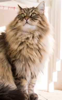 Long haired cat in relax outdoor. Hypoallergenic pet, siberian purebred