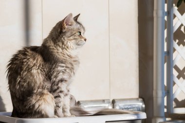 Long haired cat in relax outdoor. Hypoallergenic pet, siberian purebred