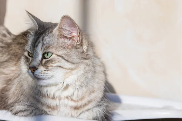 Long haired cat in relax outdoor. Hypoallergenic pet, siberian purebred — Zdjęcie stockowe