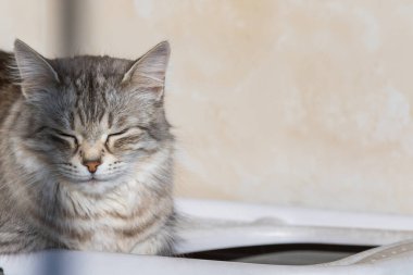 Long haired cat in relax outdoor. Hypoallergenic pet, siberian purebred