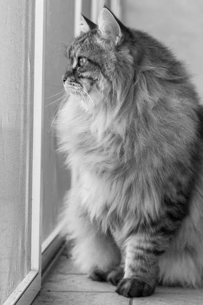 Long haired cat in relax outdoor. Hypoallergenic pet, siberian purebred — 스톡 사진