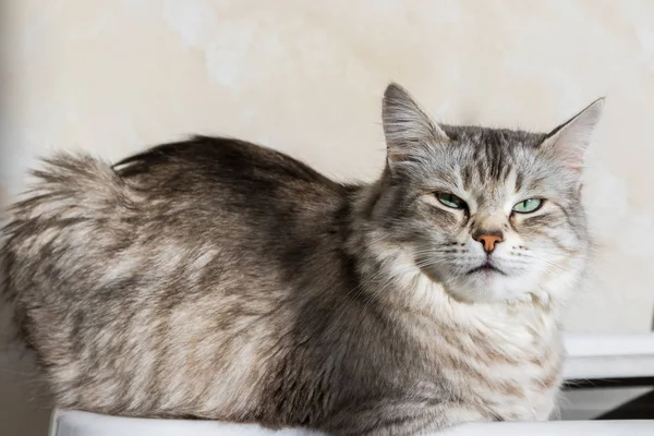 Long haired cat in relax outdoor. Hypoallergenic pet, siberian purebred — Stock Photo, Image