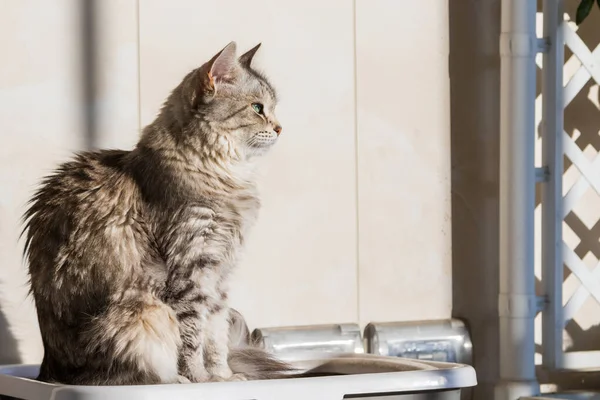 Long haired cat in relax outdoor. Hypoallergenic pet, siberian purebred