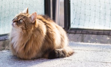Long haired cat of siberian breed in livestock