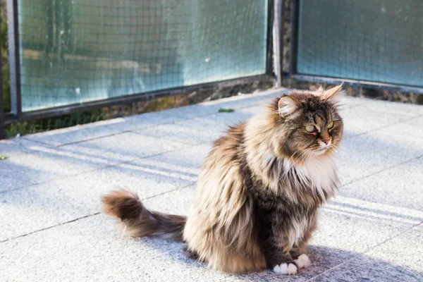 Gato de cabelos longos de raça siberiana em gado — Fotografia de Stock