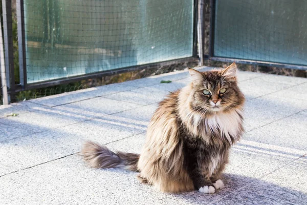 Long haired cat of siberian breed in livestock — Stockfoto