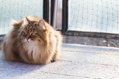 Long haired cat of siberian breed in livestock