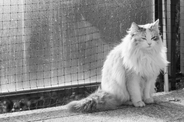 Gatto dai capelli lunghi di razza siberiana in bestiame — Foto Stock