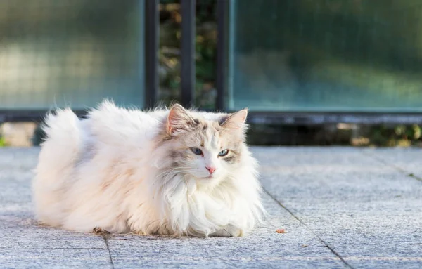 Long haired cat of siberian breed in livestock — Stock fotografie