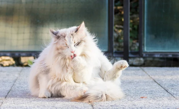 Gato de cabelos longos de raça siberiana em gado — Fotografia de Stock