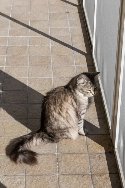 Langhaarige Katze sibirischer Rasse im Garten — Stockfoto