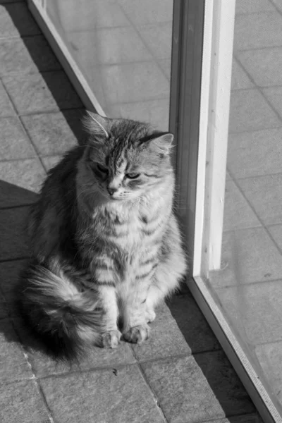 Длинноволосый кот сибирской породы в релаксации в саду — стоковое фото