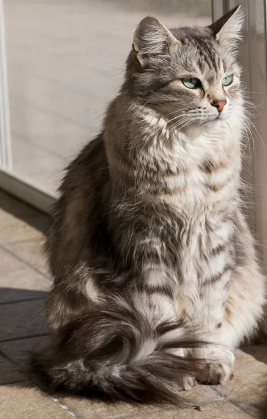 Gato de pelo largo de raza siberiana en relajarse en un jardín — Foto de Stock