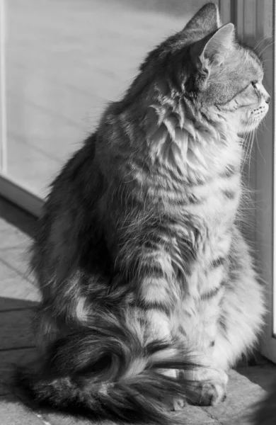 Довгошерстий кіт сибірської породи в розслабленому саду — стокове фото