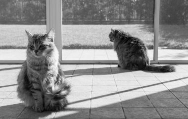 Sibirya cinsinden uzun saçlı kediler bahçede rahatlar.