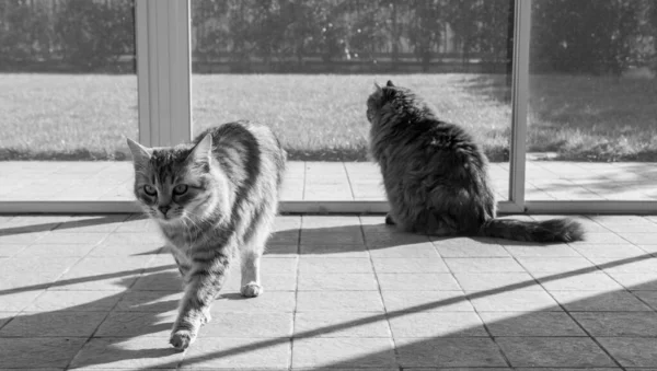 Langharige katten van Siberisch ras in ontspannen in een tuin — Stockfoto