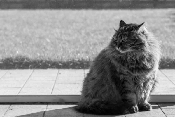 Gato de cabelos longos da raça siberiana em relaxar em um jardim — Fotografia de Stock