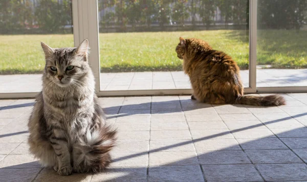 Gatos de cabelos longos da raça siberiana em relaxar em um jardim — Fotografia de Stock