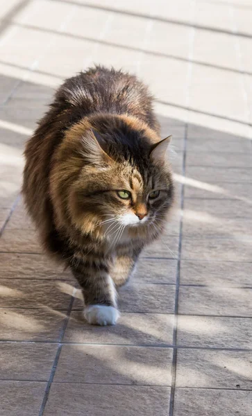 Sibirya cinsinden uzun saçlı bir kedi bahçede dinleniyor. — Stok fotoğraf