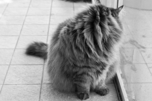 Gato de pelo largo de raza siberiana en relajarse en un jardín — Foto de Stock