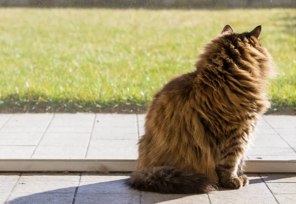 Langharige kat van Siberisch ras in ontspannen in een tuin — Stockfoto