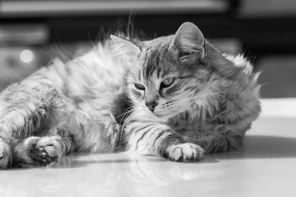 Krásy kočka dobytka, sibiřské plemeno. Rozkošný domácí mazlíček s dlouhými vlasy venkovní — Stock fotografie