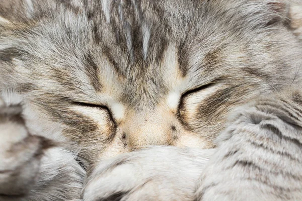 Gato de beleza de gado, raça siberiana. Adorável animal de estimação doméstico com cabelos longos ao ar livre — Fotografia de Stock