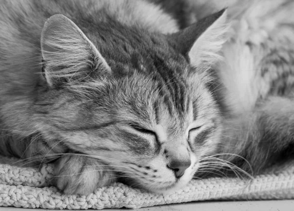 Bella faccia di gatto in relax, razza siberiana — Foto Stock