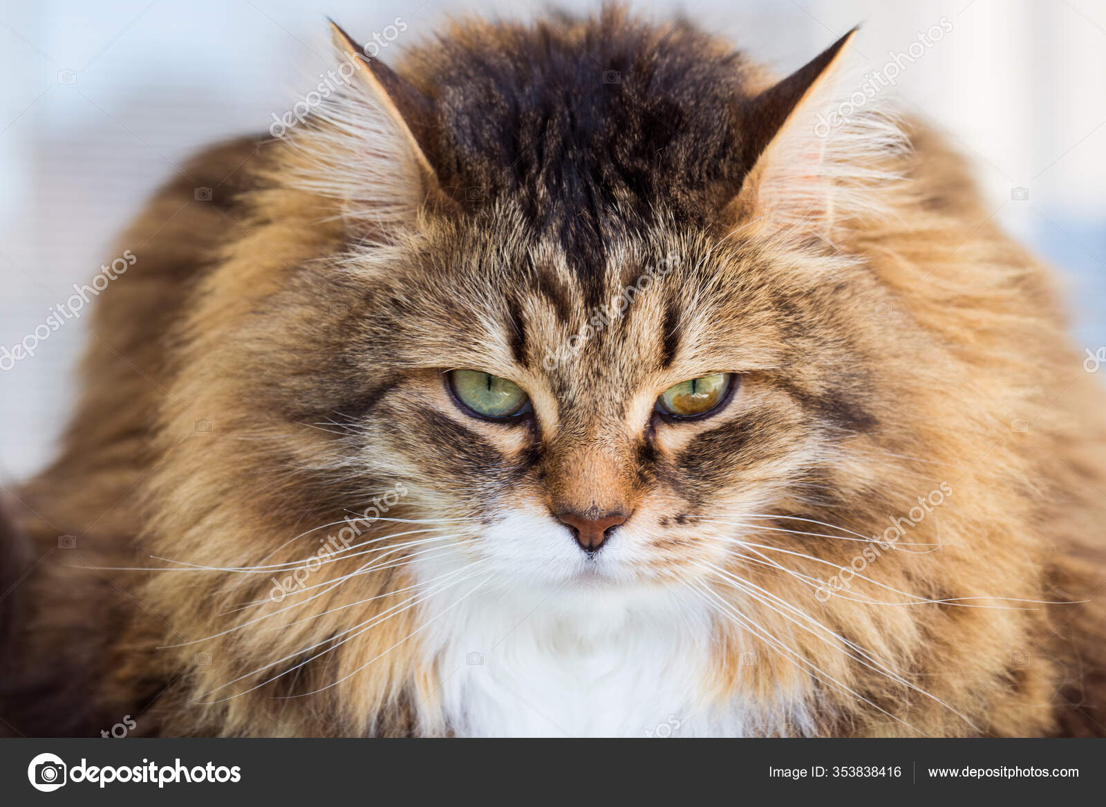 Fluffy Blue Calico Cat Pretty Cat Face In Relax, Siberian Breed - Main Image