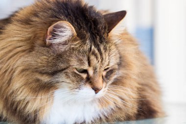 Pretty cat face in relax, siberian breed