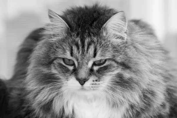 Pretty cat face in relax, siberian breed — 图库照片