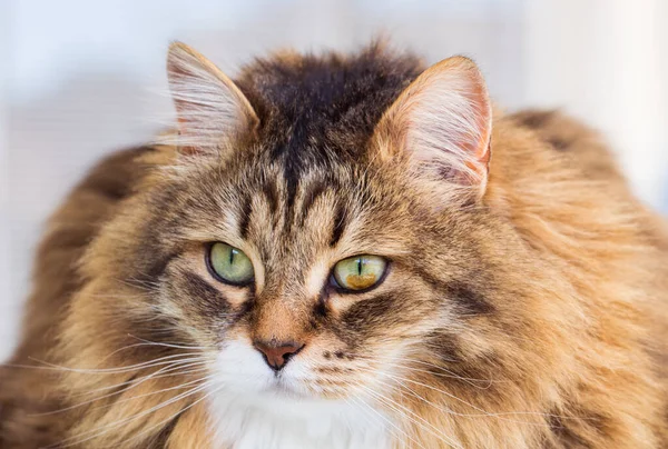 Pretty cat face in relax, siberian breed — Stok fotoğraf