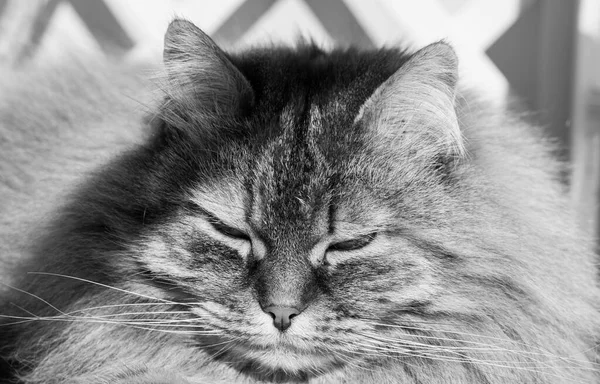 Красивое кошачье личико в расслаблении, сибирская порода — стоковое фото