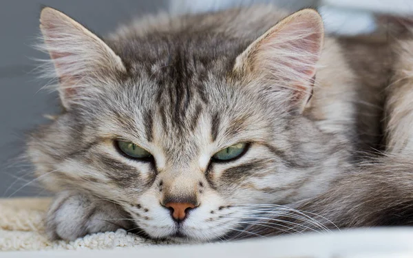 Bonita cara de gato en relax, raza siberiana — Foto de Stock