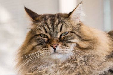 Pretty cat face in relax, siberian breed