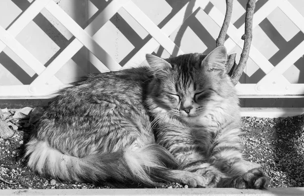 Pisică drăguță cu păr lung în relaxare într-o grădină, rasă siberiană — Fotografie, imagine de stoc